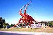 kingston SE Lobster