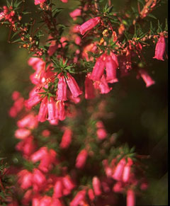 Common Heath Flower - Grampians